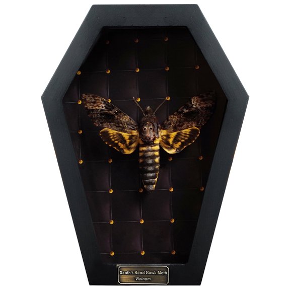 Death Head Moth Black Frame Shadow Box, Gothic Inspired Wall Art, Dark Aesthetic Home Decor, Framed Display for Curiosity Cabinet