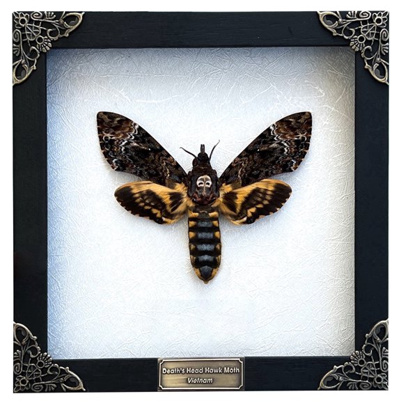 Death Head Moth Butterfly Shadow Box Wall Art, Handmade Gothic Decorative Display in White Frame, Dark Aesthetic Home Decor for Living Room, Bedroom, Gallery