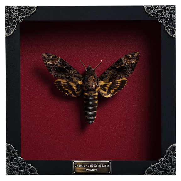 Death Head Moth Framed Art Shadow Box Gothic Wall Decor Entomology Display Wooden Frame Witchy Home Accent K18-01-DO