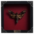 thumbnail image 1 of Death Head Moth Framed Art Shadow Box Gothic Wall Decor Entomology Display Wooden Frame Witchy Home Accent K18-01-DO, 1 of 5