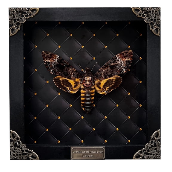 Death Head Moth Shadow Box Wall Art – Square Framed Insect Display with Quilted Background, Gothic Dark Academia Home Decor, Curiosity Style Wall Hanging for Office, Bedroom, Gallery