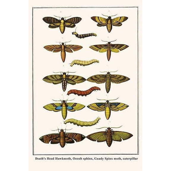 Death's Head Hawkmoth, Occult sphinx, Guady Spinx moth, caterpillar-Fine Art Canvas Print (20" x 30")