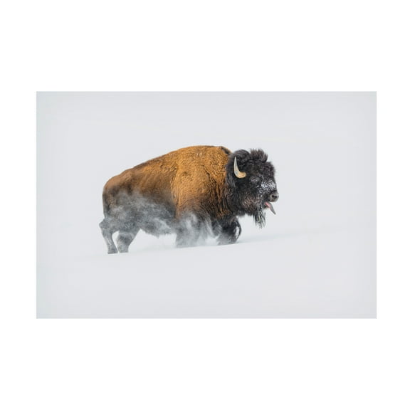 Debbie Hunt 'Bison In The Snow' Canvas Art