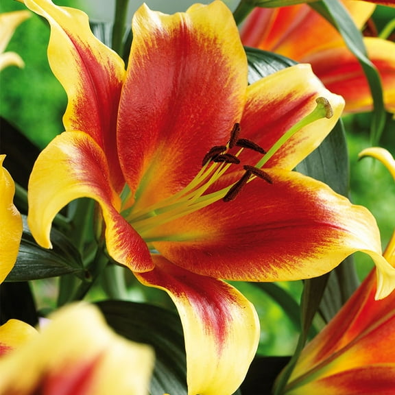 Debby Orienpet Lilies Flower Bulbs - 3 Lily Bulbs - Pleasantly Scented - Attracts Butterflies and Hummingbirds - Good as Cut Flowers - Naturalizing - Perennializing - Live Plants - Outdoor Garden