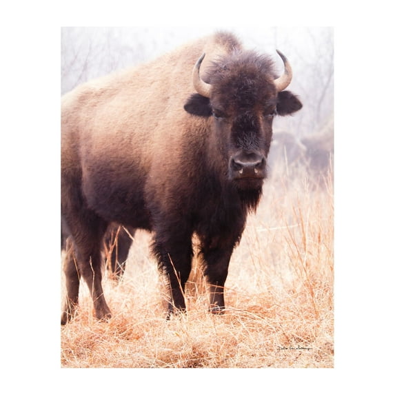 Debra Van Swearingen 'American Bison V' Canvas Art