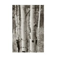 thumbnail image 1 of Debra Van Swearingen 'Aspens II' Canvas Art, 1 of 3