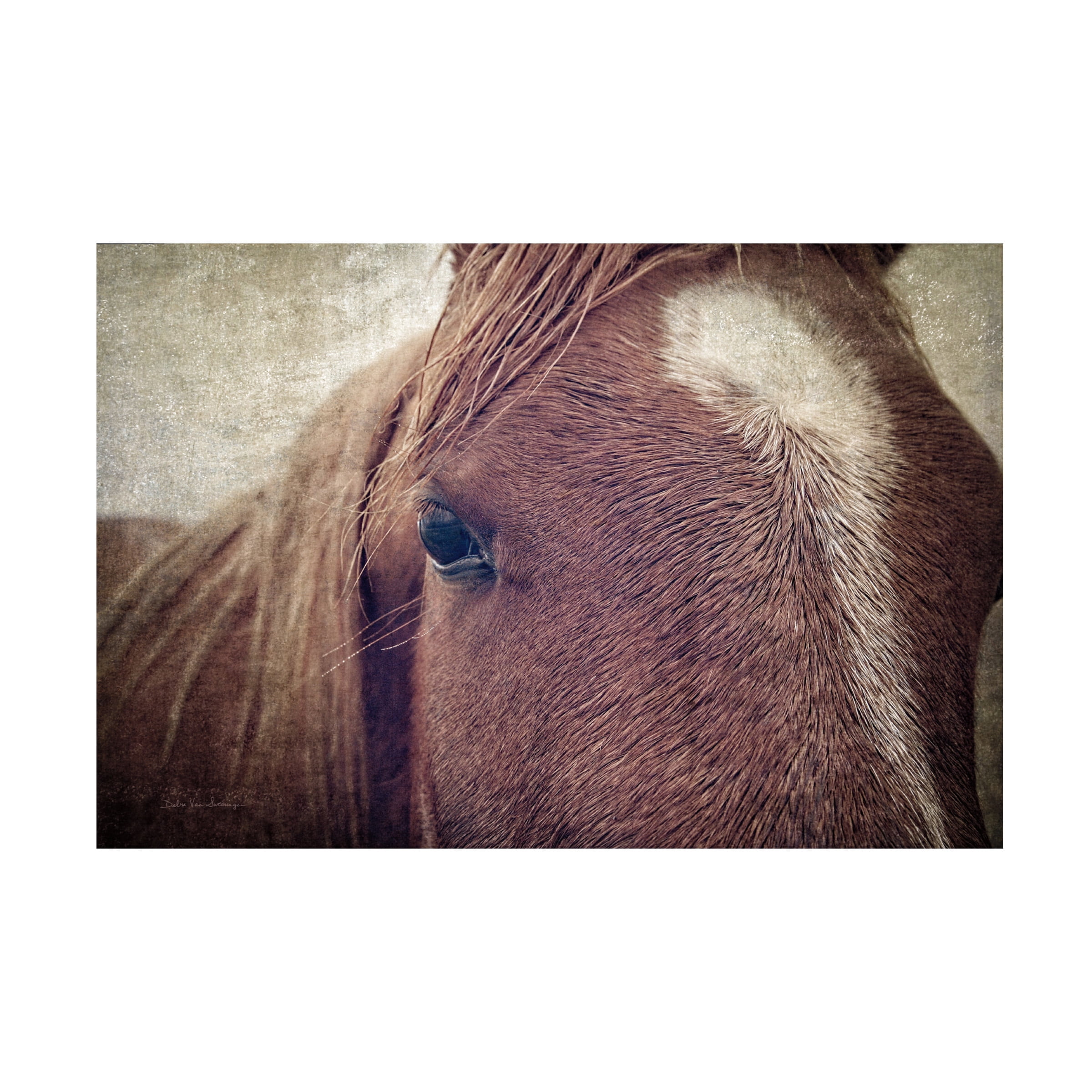 Debra Van Swearingen 'Dew Lashes' Canvas Art
