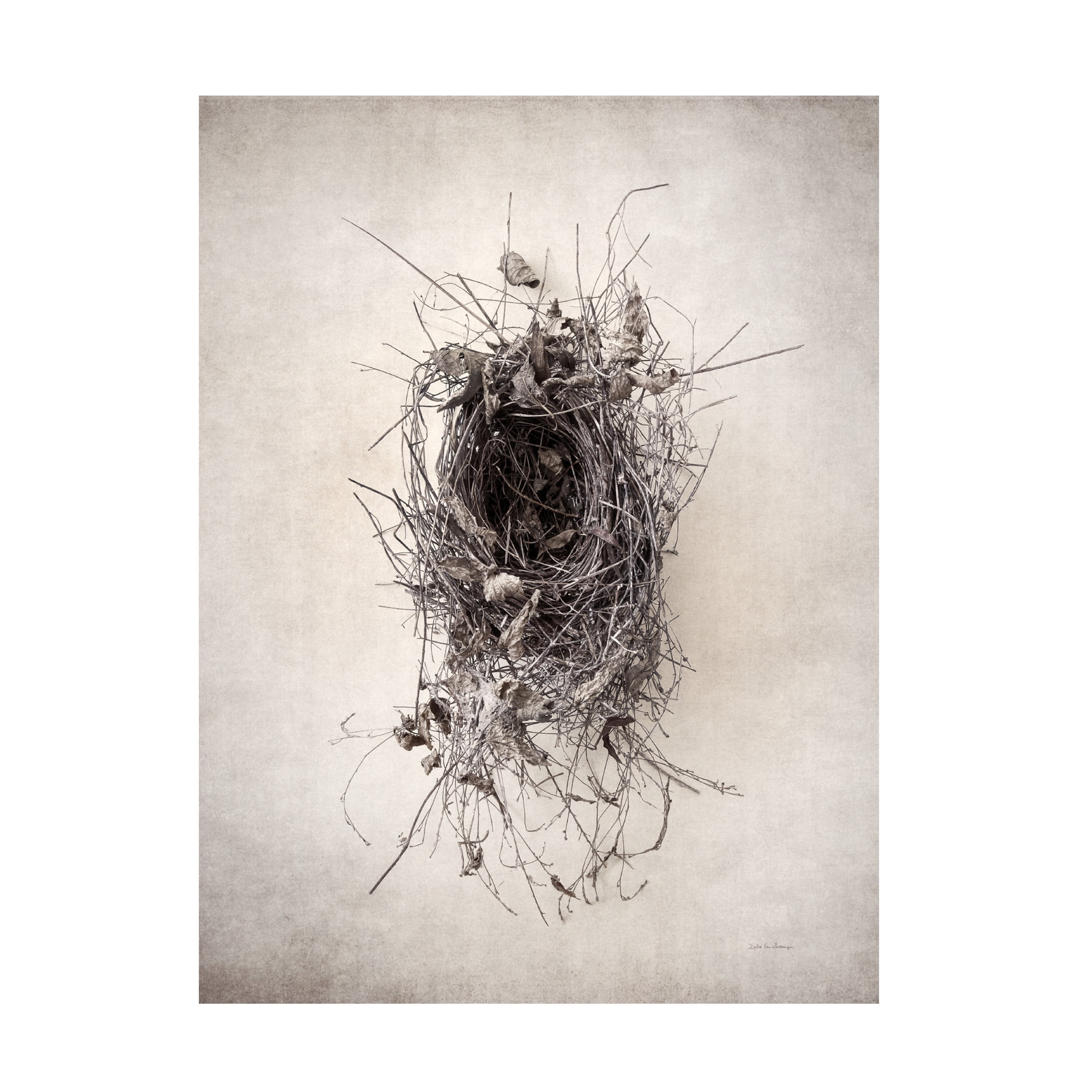 Debra Van Swearingen 'Nest II' White and Gray Canvas Art Print