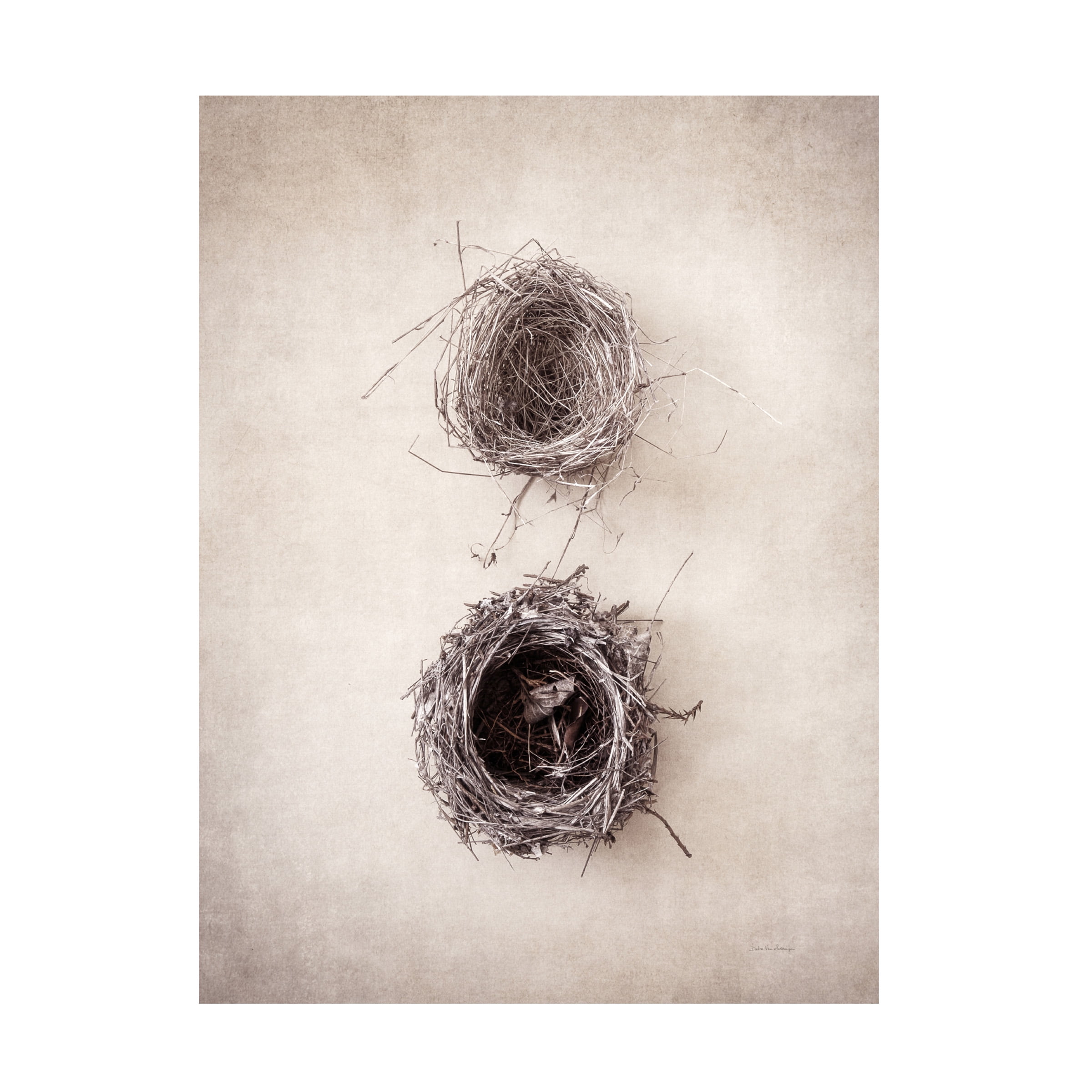 Debra Van Swearingen 'Nest IV' Canvas Art