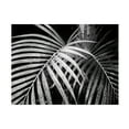 thumbnail image 1 of Debra Van Swearingen 'Palm Fronds' Canvas Art, 1 of 3