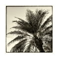 thumbnail image 1 of Debra Van Swearingen 'Palm Tree Sepia I' Canvas Art, 1 of 3