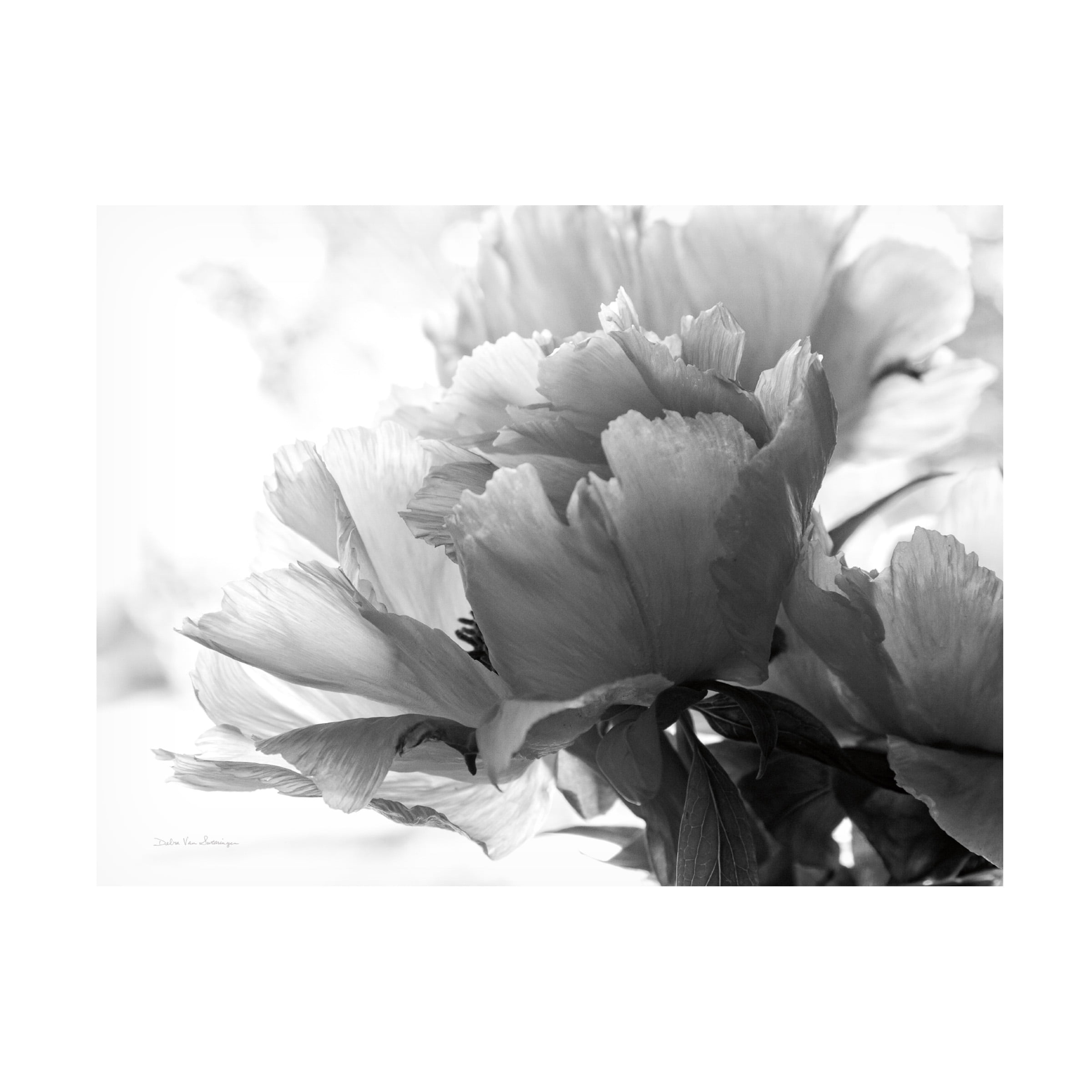 Debra Van Swearingen 'Translucent Peony IBW' Canvas Art