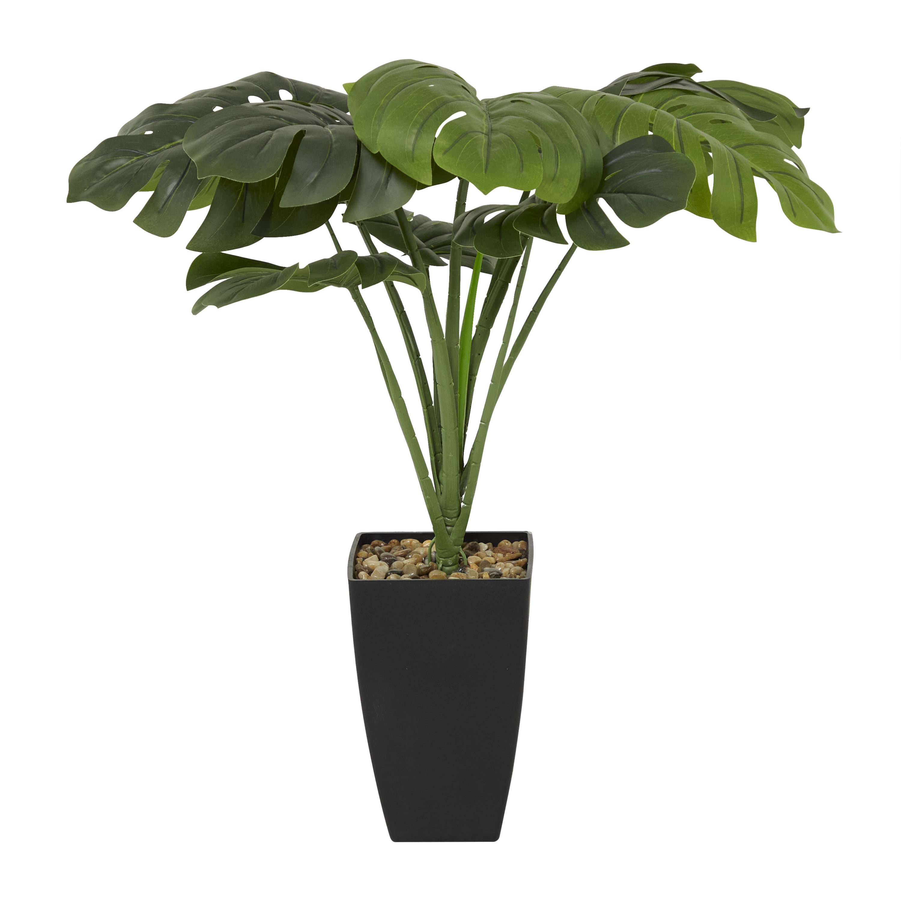 philodendron pictures Philodendron Moonlight