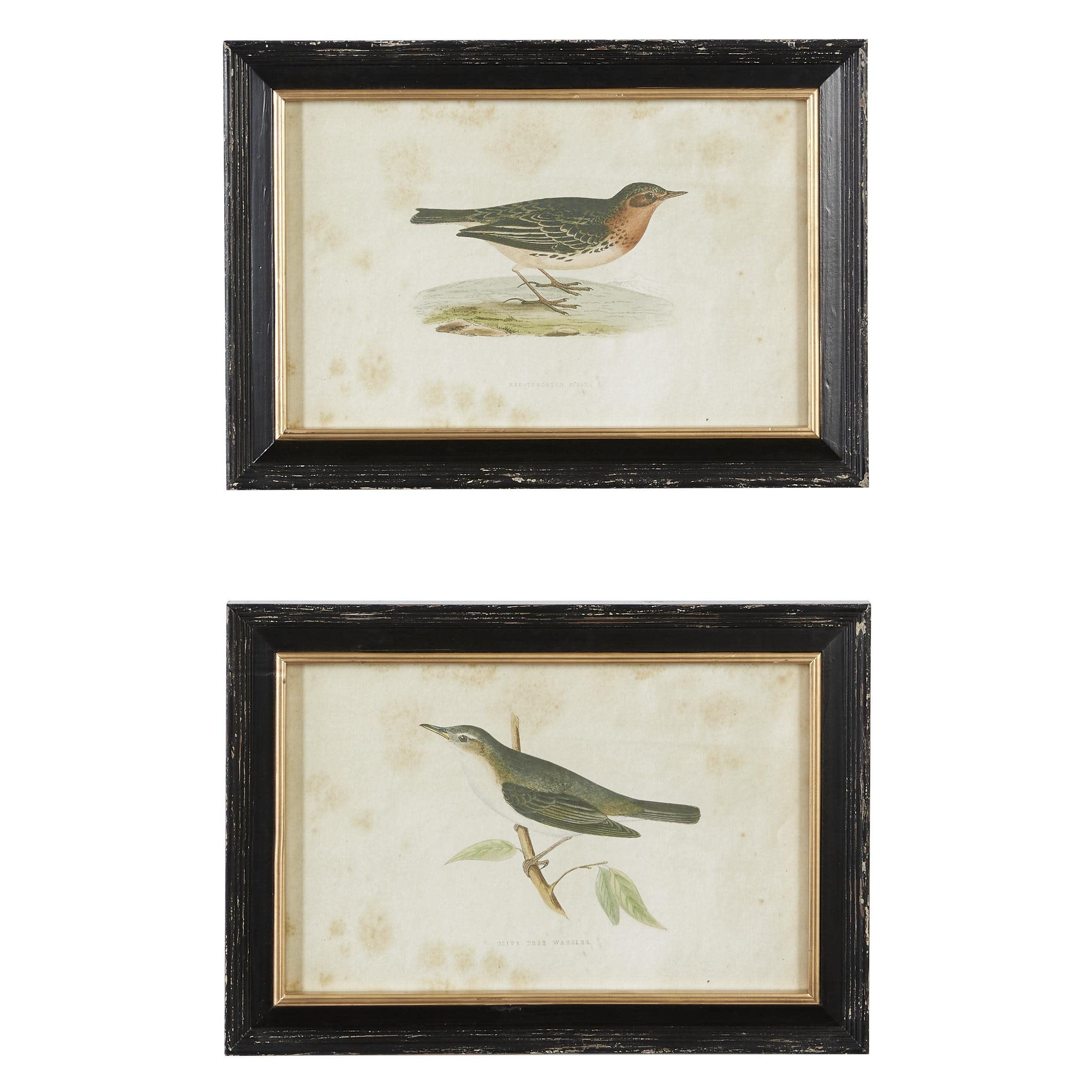 Black Framed Bird Print Wall Art Set, 20" x 14"
