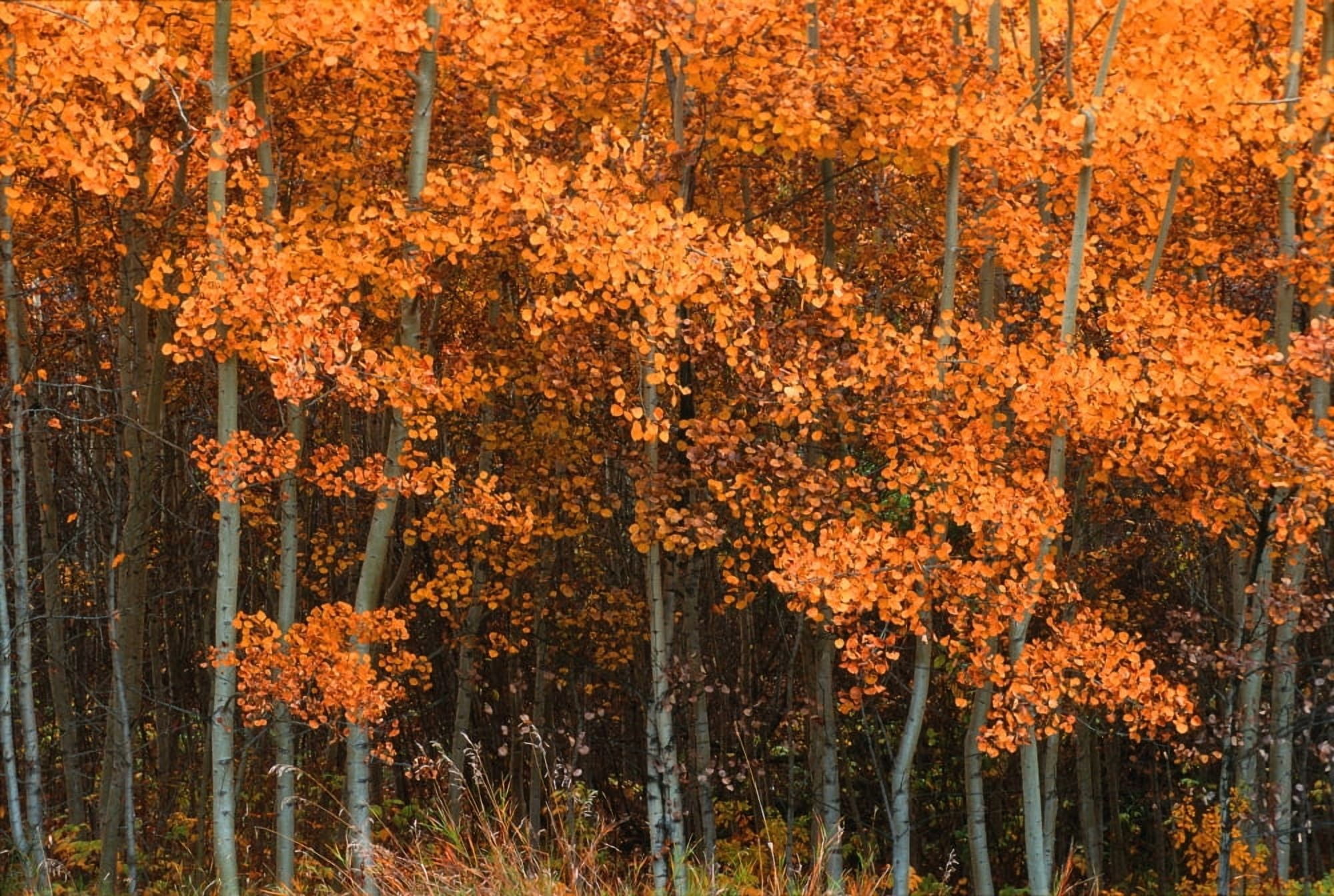 Deciduous Aspen Forest In Fall Canvas Art - Corey Hochachka Design Pics (34 x 22)