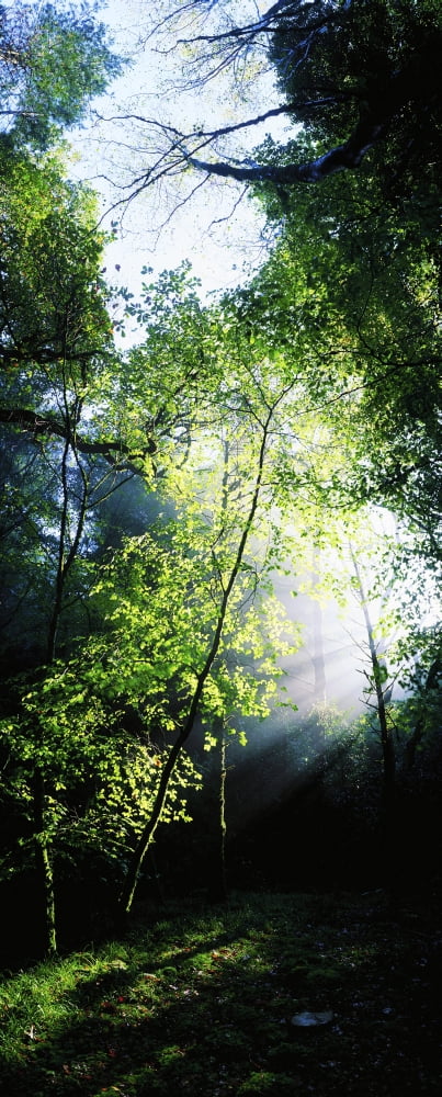 Deciduous Wood Killarney National Park Co Kerry Ireland Canvas Art - The Irish Image Collection Design Pics (19 x 44)