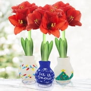 Deck the Halls Sweater Amaryllis Collection   3 Bulb Pack -  Let It Snow  Sweater Gift Plant   Easy Indoor Growing, No Soil or Water Needed   Red Amaryllis Flowers Bloom in 4 8 Weeks
