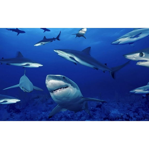 DecoPac 23386 CakeDecorating DECOPICS-SHARK FIN Cake and Cupcake Toppers for Birthdays and Parties, 3/PKG, Gray