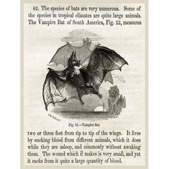 .Decor Poster.Room Interior design vintage wall.Vampire Bat illustration 11 x 17 Inch Poster