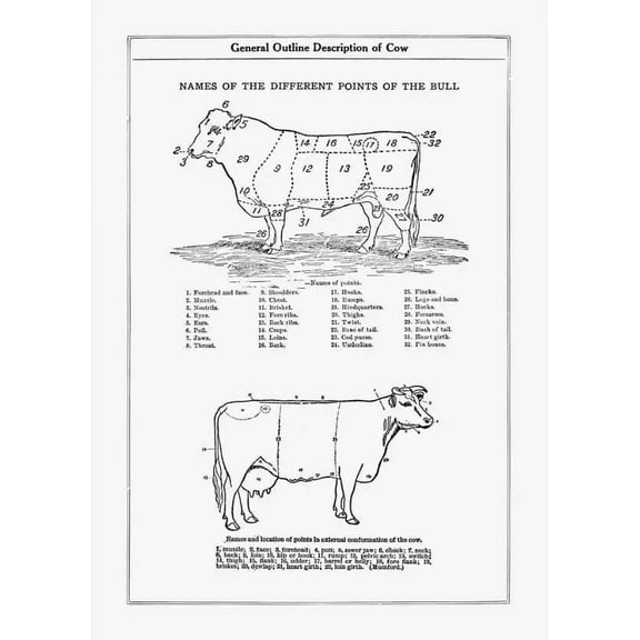 .Decor Poster.Room home wall Interior art design.Chart description of a cow 16 x 24 Inch Poster