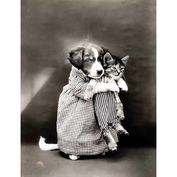 .Decor Poster.Room wall.Home vintage art design.Dog Cat cute B&W photograph 11 x 17 Inch Poster