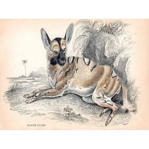.Decor Poster.Room wall.Vintage Art design.African wild dog illustration 16 x 24 Inch Poster