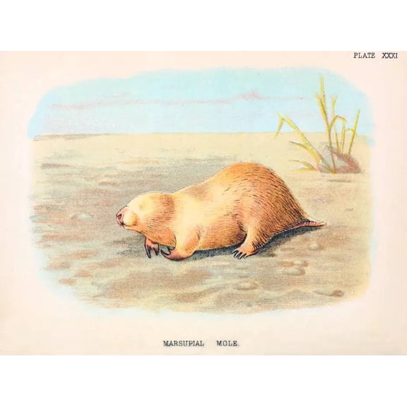 .Decor Poster.Room wall.Vintage Art design.Mole nature illustration 16 x 24 Inch Poster