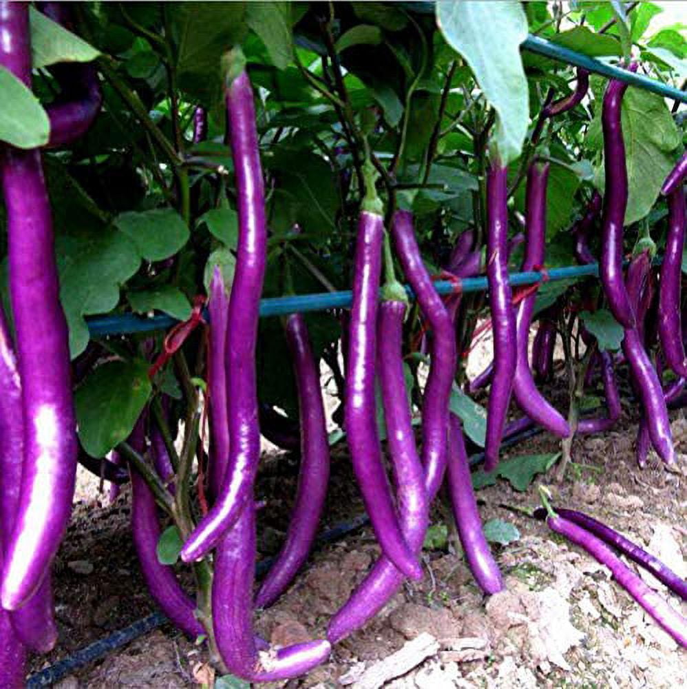 Decor-land-FS 30 Long Purple Eggplant Plant Seeds, Asian Heirloom Variety