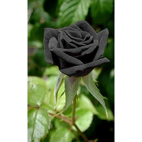 Decor-land-FS Black Rose Flower Seeds, Very dark maroon black-like color