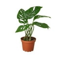 thumbnail image 1 of DecoraciOn Monstera Swiss Cheese Live Plant in 4" Pot, 1 of 4