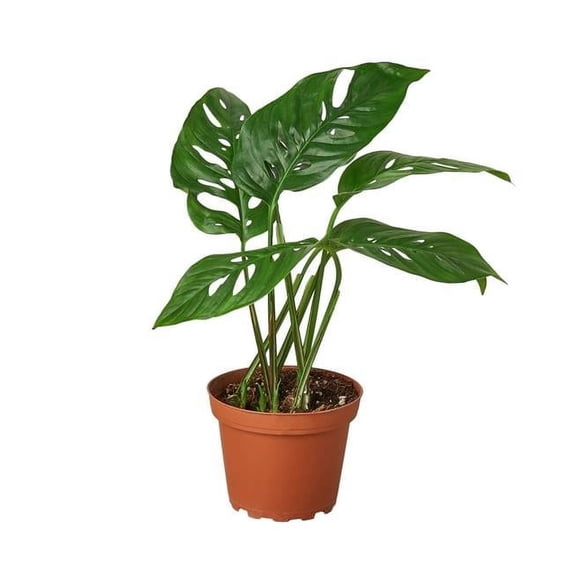 DecoraciOn Monstera Swiss Cheese Live Plant in 4" Pot