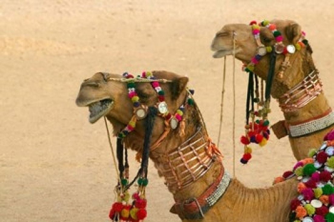 Decorated Camel in the Thar Desert Jaisalmer Rajasthan India Canvas Art - Keren Su DanitaDelimont (36 x 24)