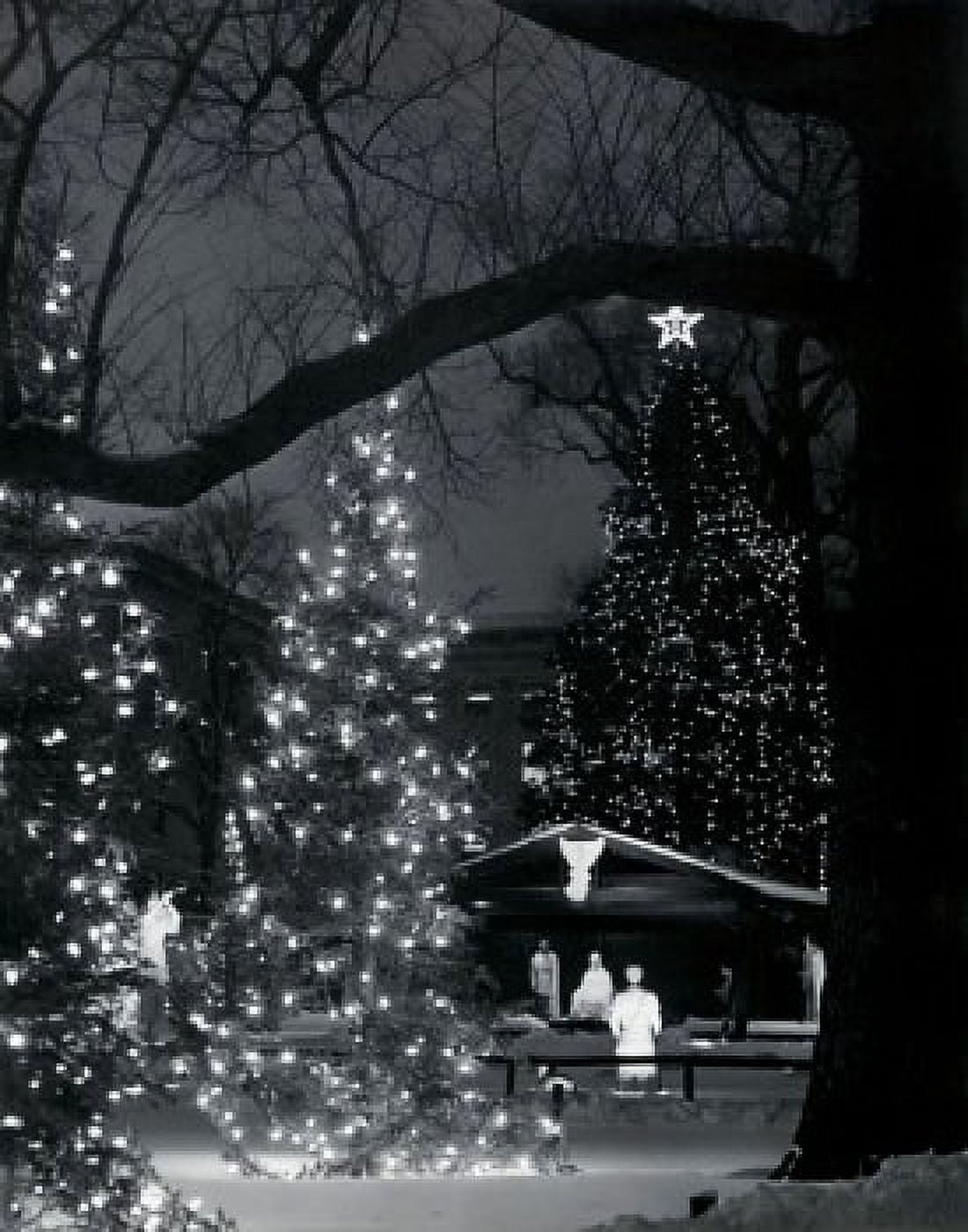 Decorated Christmas trees lit up at night Canvas Art - (18 x 24)