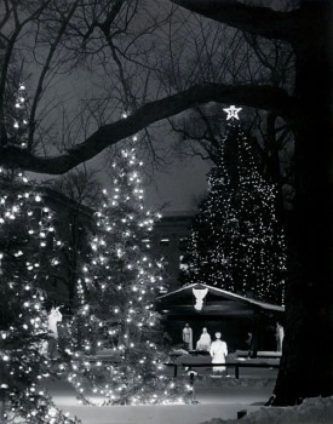 Decorated Christmas trees lit up at night Canvas Art - (24 x 36)