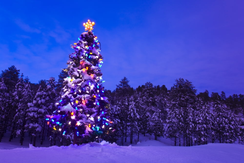 Decorated & Lit Christmas Tree In A Spruce Forest In Tres Piedras Carson National Forest New Mexico Canvas Art - Michael DeYoung Design Pics (17 x 11)