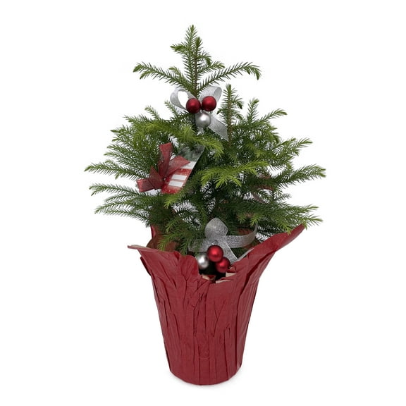 Decorated Live Norfolk Island Pine - Indoor Christmas Tree - 6" Pot