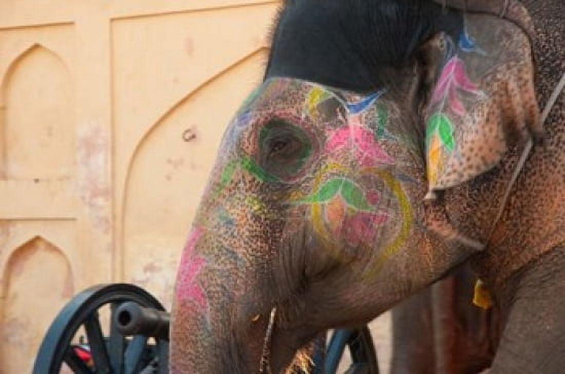 Decorated elephant at the Amber Fort Jaipur Rajasthan India Canvas Art - Inger Hogstrom DanitaDelimont (22 x 15)
