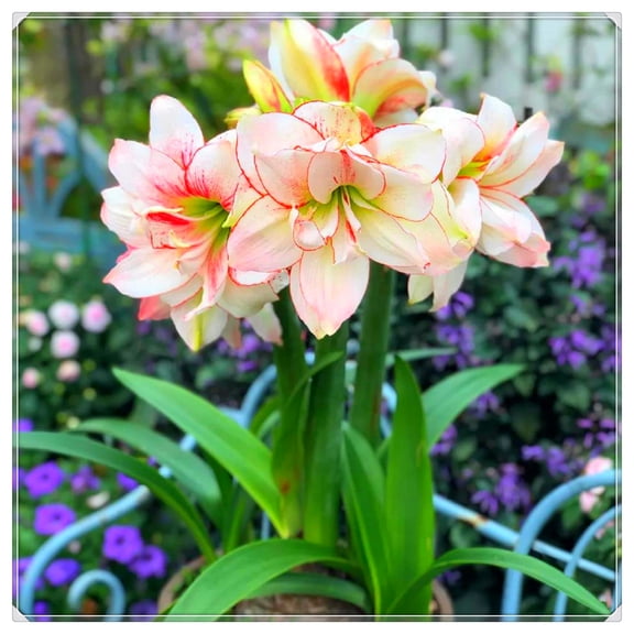 Decoration -Garden Stakes, Perfect for Borders, Amaryllis-Bulbs For Planting - Garden Elegance