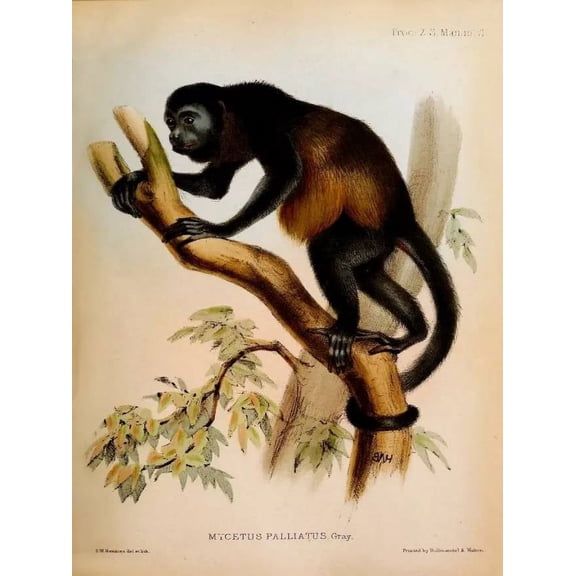 .Decoration Poster.Home Room kitchen wall.Art print design.Howler monkey 16 x 24 Inch Poster