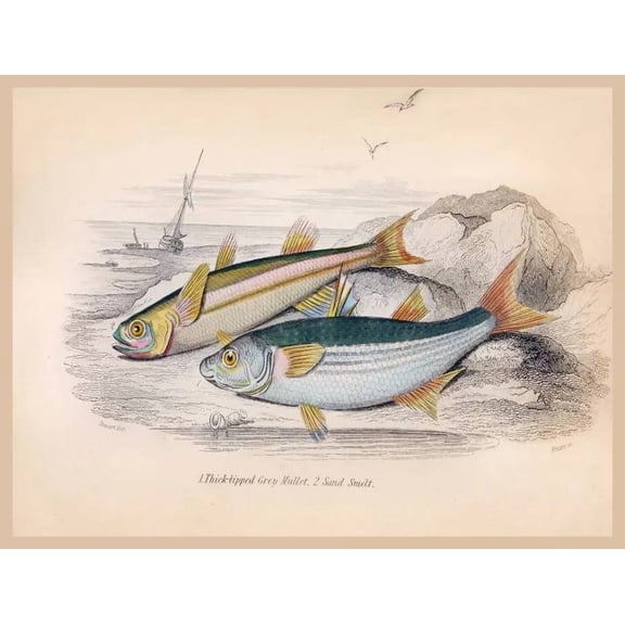 .Decoration Poster.Home Room wall art design.Fishing.Mullet Sand Smelt Fish 11 x 17 Inch Poster