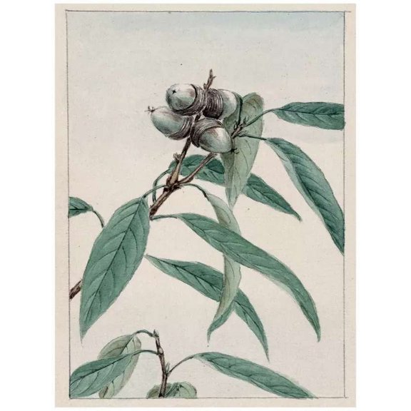 .Decoration Poster.Home Room wall interior art design.Japanese flowers decor 11 x 17 Inch Poster