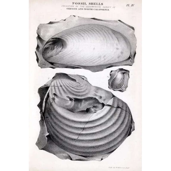 .Decoration Poster.Vintage Interior wall design.Fossil Shells drawing 24 x 36 Inch Poster