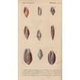 thumbnail image 1 of Decorative Arrangement Of Colorful Shells Includinga Poster Print By ?? Florilegius Mary Evans, 1 of 4