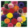 Decorative Dahlia Mixture Bulbs for Planting Various Dahlia (12 Pack