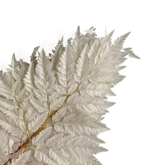 Decorative Dried Fern Leaves for Home Decoration and Floral Arrangements, 13.5 Inches - White