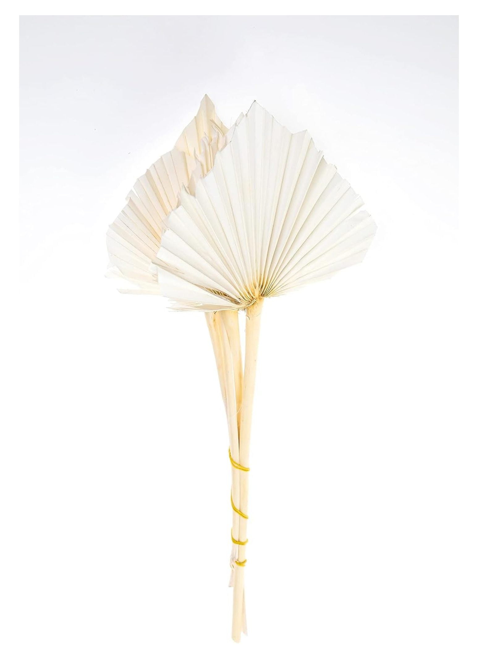 Decorative Dried Palm Spears l Dried Palm Leaves l Natural Palm Fan l Dried Flowers Arrangement for Home Decor (15-25in Tall, 5 Branches per Bunch) (Flat White (no Glitter))
