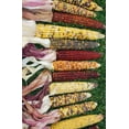 thumbnail image 1 of Decorative Indian Corn - Large -- 3 per order - Grade A, Extra Long, 1 of 1