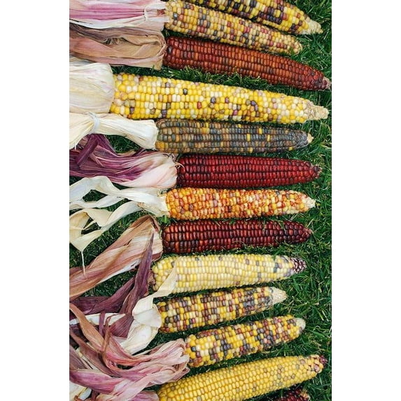 Decorative Indian Corn - Large -- 3 per order - Grade A, Extra Long