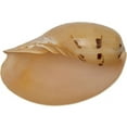 thumbnail image 1 of Decorative Melon Shell Seashell Table Top Centerpiece Nautical Decor 9-10", 1 of 1