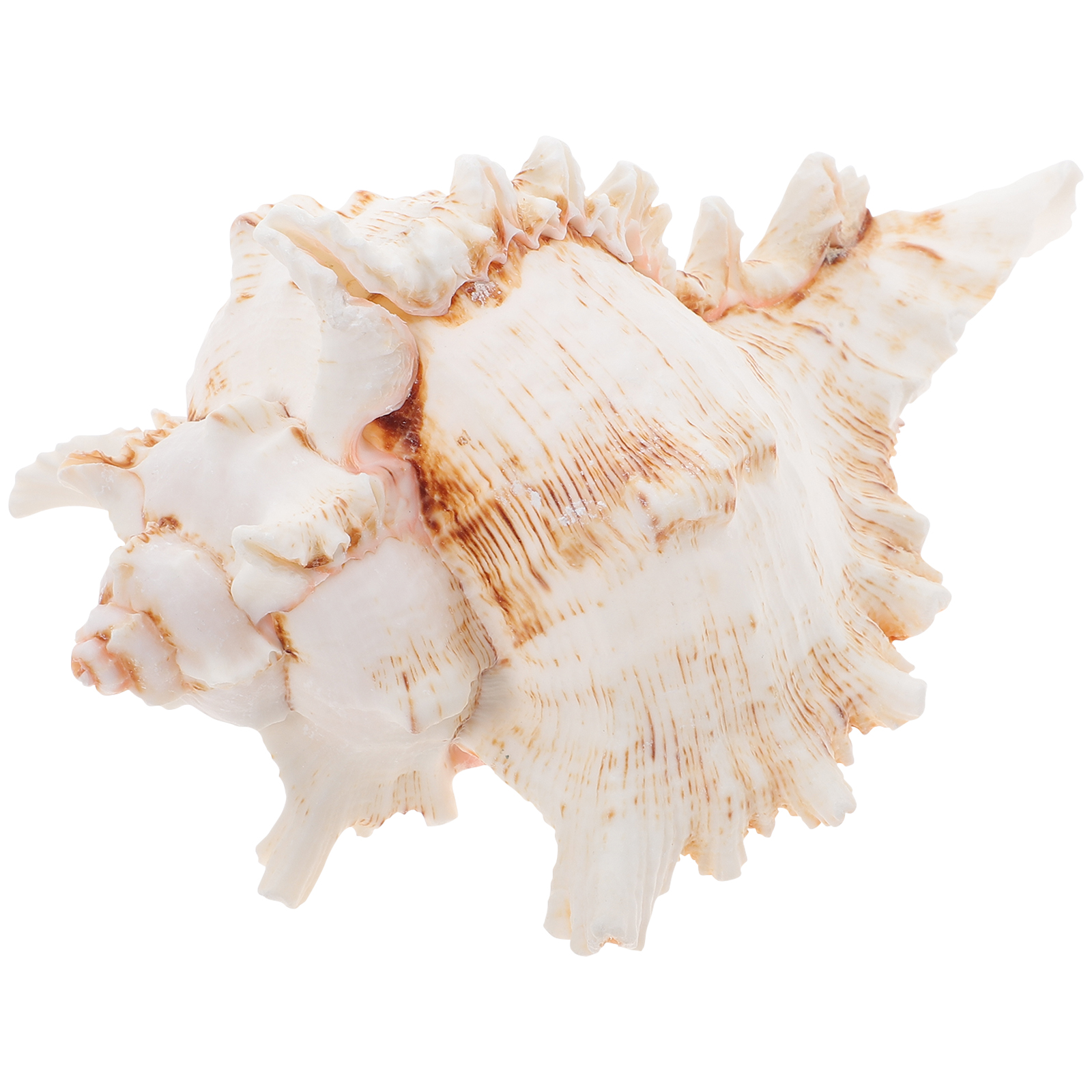 View of Decorative Shells Seashell Conch Conch Decoration Nautical Sea Aquarium ...